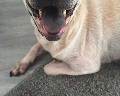 Juno - Shar-Pei Mix Female Dog for Adoption