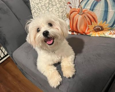 Jack - Maltese Male Dog for Adoption