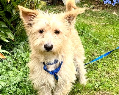 Teddy - Terrier & West Highland White Terrier / Westie Mix Male Dog for Adoption