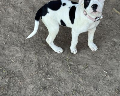 Isabella - Pit Bull Terrier Mix Female Puppy for Adoption