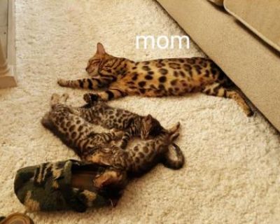 Show quality. Breeding allowed. Not registered. Health record of first set of shots and deworming, food, toys and other things. Very gorgeous high quality purebred Bengal kittens they will be ready for new loving home on December 15th please call or text me if you interested 50968003two8