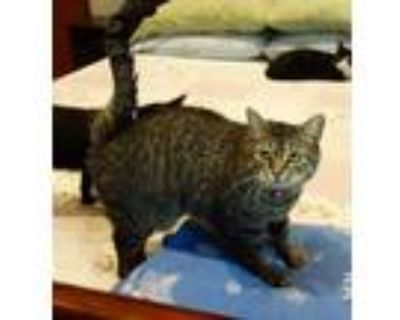 Craigslist Animals And Pets For Adoption Classifieds In Mt Pocono Pennsylvania Claz Org