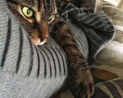 I received Scout from a family who had adopted a litter of abandoned kittens in 2010. At that time, he had been neutered, front paws removed, and given his routine health check. During the time I have been his caretaker, he has been an indoor cat. On occasion, he does venture outside to be with me on the front porch. Since I work at home, he spends most days at my feet during the working hours....