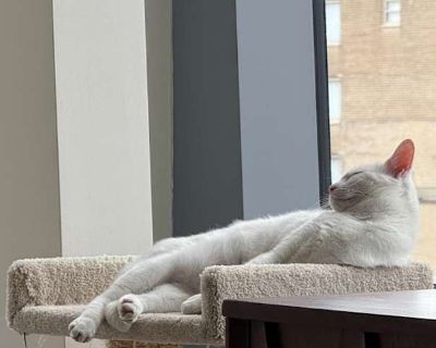Stella - American Shorthair Female Cat for Adoption