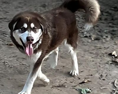 Symeron - Alaskan Malamute Male Puppy for Adoption