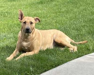 Koda - Bull Terrier/German Shepherd Dog Mix Female Dog for Adoption
