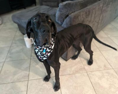 Olive - Great Dane Female Dog for Adoption