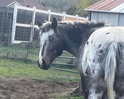 REG POA 15 Yr Mare , $ 500.00 Cash  not broke to ride but can be , or As a Brood Mare