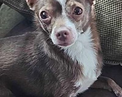 Caesar Chia - Chihuahua Male Dog for Adoption