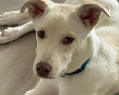 Meet Harvard ? The Pup Who's Still Searching for His Forever Harvard s story started in the freezing cold, huddled up with his littermates outside just trying to survive. When we rescued them, they were scared, shivering, and unsure of the world but Harvard quickly blossomed into a goofy, loving, and loyal little guy with the biggest heart. He was adopted into what we hoped would be his forever...