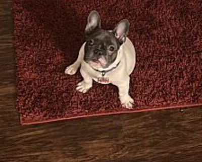 Mya - French Bulldog Female Dog for Adoption