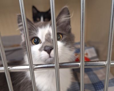 Daniel - Domestic Medium Hair Mix Male Cat for Adoption