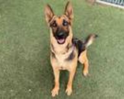 Adopt A1893323 a German Shepherd Dog