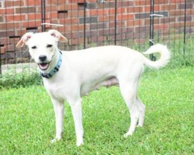 Fiona - Mixed Breed Female Dog for Adoption