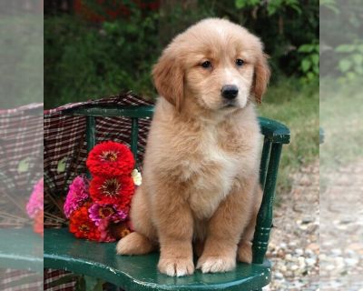 Vienna - Golden Retriever Female Puppy for Sale