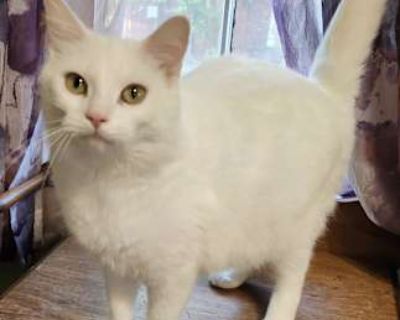 Cloud - Domestic Shorthair Female Cat for Adoption