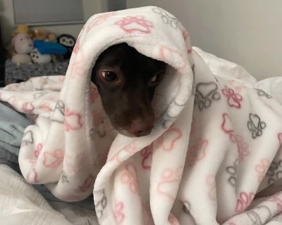 Brownie is 1-1/2 yrs old, 14 pounds and is afraid of almost everything, until he gets into his groove. He has done amazing at learning things outside of his foster home. Walkling on a leash around the block has been mastered. He adores toys and playing with other dogs at the dog park, but a few things still get to him, like loud noises or unknown people coming up too fast. Brownie loves a good ...