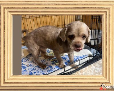 Willi Wonka - Shih Tzu Male Dog for Adoption