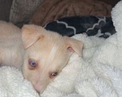 Gato - Husky/American Pit Bull Terrier Mix Male Puppy for Adoption