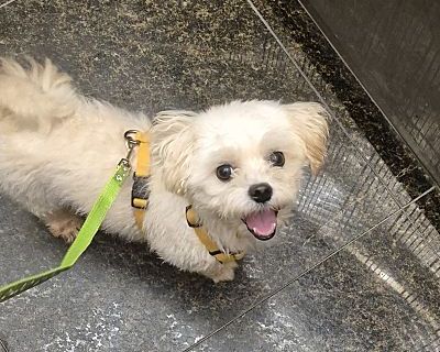 HomeRun (HDNY) - Maltese Male Dog for Adoption