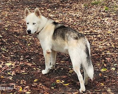 Rex - Husky Male Dog for Adoption