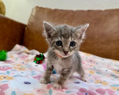 Peach Sugar - Domestic Short Hair & Tabby Mix Female Cat for Adoption