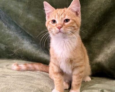 Thorny - Domestic Shorthair Male Kitten for Adoption