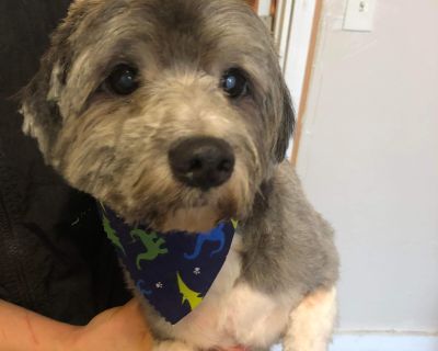 Buttons - Havanese Male Dog for Adoption