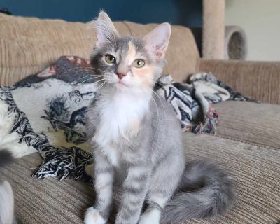 Rhiannon - Dilute Calico & Tabby Mix Female Cat for Adoption