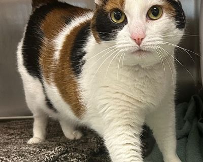 Diamond - Domestic Short Hair Mix Female Cat for Adoption