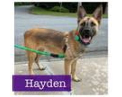 Adopt Hayden a German Shepherd Dog, Akita