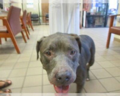 ZELDA - Female American Pit Bull Terrier Senior for Adoption