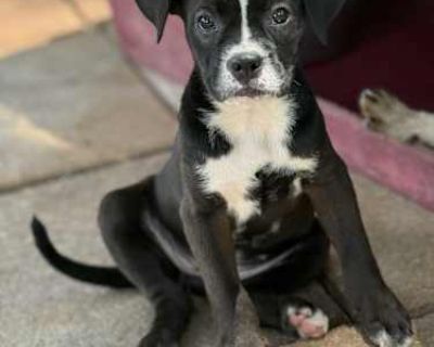 Molly - Boston Terrier/Boxer Mix Female Puppy for Adoption