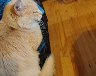 Cream Puff - Tabby Female Cat for Adoption