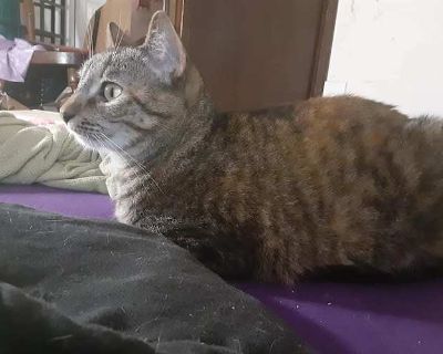 Star - American Shorthair Female Cat for Adoption