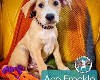 ? Meet Ace The Gentle Soul with a Freckled Face ? Introducing Ace, a 3-month-old Pitbull/Lab mix with the most beautiful beige and white coat and adorable freckles on his face. He s got a quiet charm that makes you fall in love the moment you meet him. Ace is a calm and gentle pup who starts off a little shy but give him a little time, and you ll see his playful, curious side shine through. He ...