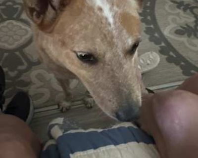 Bella - Australian Cattle Dog/Polish Lowland Sheepdog Mix Female Dog for Adoption