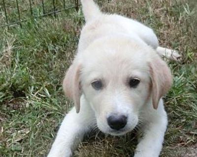 Harper - Golden Retriever/Great Pyrenees Mix Female Puppy for Adoption