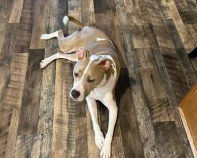 Dixie - Bull Terrier Female Dog for Adoption