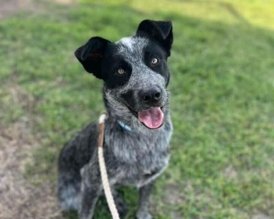 Waylon - Australian Cattle Dog / Blue Heeler Male Dog for Adoption