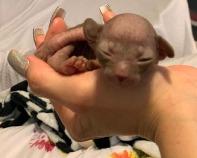 HAIRLESS kittens - Sphinx Peterbald babies born AUGUST 13