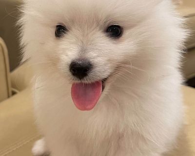 4 Male and 2 Female American Eskimo Dog Puppies for Sale