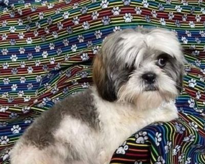 Shih Tzu Puppies Dogs For Sale Or Adoption Classifieds In Strafford Missouri Claz Org