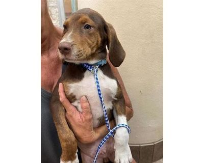 56688657 - Hound (Unknown Type)/Mixed Breed (Medium) Mix Male Puppy for Adoption