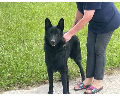 NERO - German Shepherd Dog Male Dog for Adoption