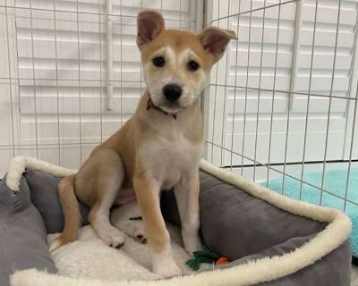 Hongcha - Shiba Inu/Jindo Mix Female Puppy for Adoption