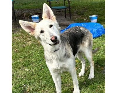 Jasmine - German Shepherd Dog/Poodle (Standard) Mix Female Dog for Adoption