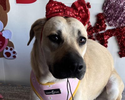 Sandy - Labrador Retriever & Black Mouth Cur Mix Female Dog for Adoption