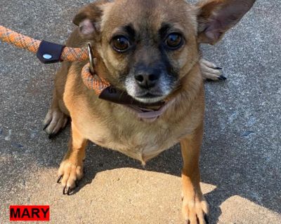 Mary 12093 - Chihuahua/Mix - Adult Female