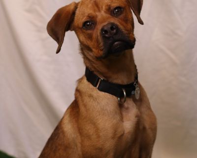 Health Vaccinations up to date, spayed / neutered.. Young Female Medium Yellow / Tan / Blond / Fawn